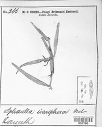Mycosphaerella isariphora image